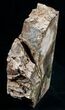 Petrified Wood Bookends - Tall #6481-2
